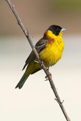 Black-headed Bunting, Emberiza melanocephala