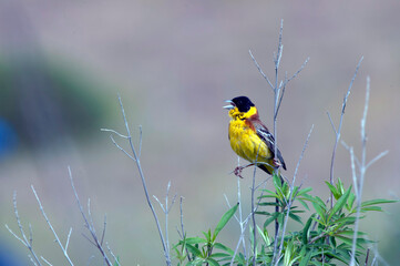 Black-headed Bunting, Emberiza melanocephala