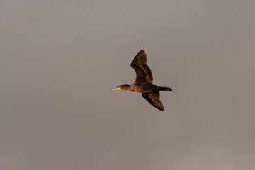 Great Cormorant, Phalacrocorax carbo