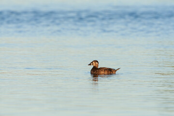 Surf Scoter, Melanitta perspicillata