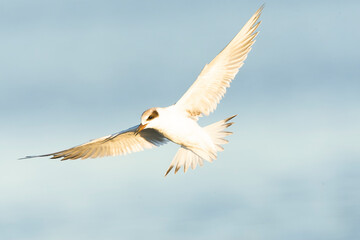Forster's Tern, Sterna forsteri