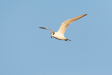 Obraz premium Forster's Tern, Sterna forsteri