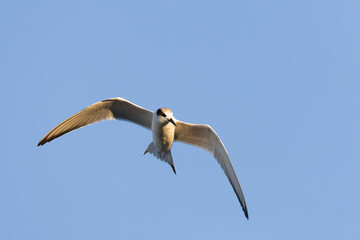 Forster's Tern, Sterna forsteri