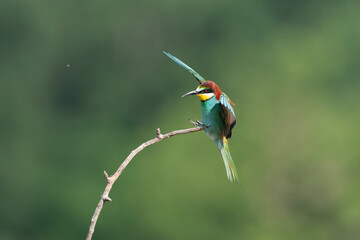 European Bee-eater, Merops apiaster
