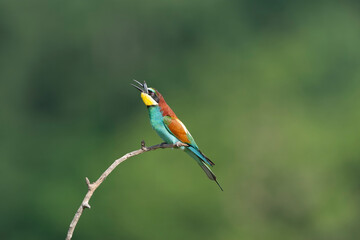 European Bee-eater, Merops apiaster