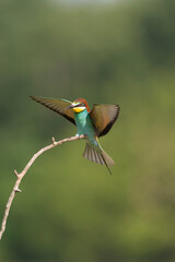 European Bee-eater, Merops apiaster