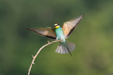 European Bee-eater, Merops apiaster