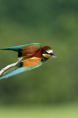 European Bee-eater, Merops apiaster