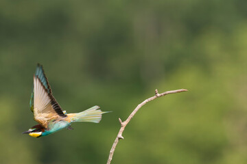 European Bee-eater, Merops apiaster