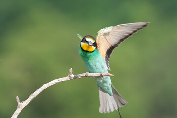 European Bee-eater, Merops apiaster