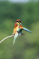 European Bee-eater, Merops apiaster