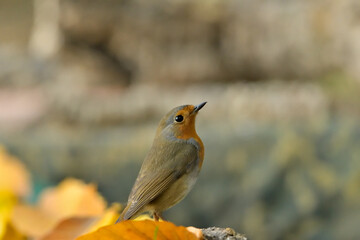 petirrojo (Erithacus rubecula) en el suelo del parque Marbella Andalucía España