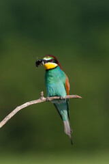 European Bee-eater, Merops apiaster