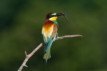 European Bee-eater, Merops apiaster
