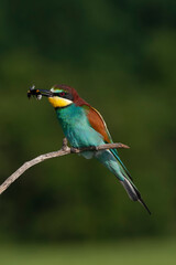 European Bee-eater, Merops apiaster
