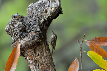 agateador euroasiático en un tronco​ (Certhia familiaris) en un tronco en Casares, Málaga, España​