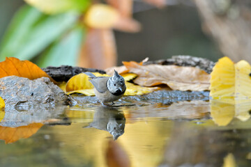 herrerillo capuchino (Lophophanes cristatus) bañándose en el estanque del parque Casares,...