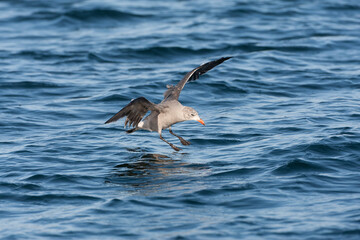 Fototapeta premium Heermann's Gull, Larus heermanni