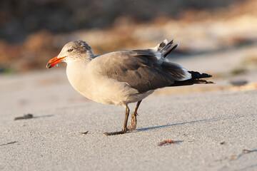 Heermann's Gull, Larus heermanni
