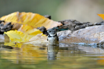 herrerillo capuchino (Lophophanes cristatus) bañándose en el estanque del parque Casares, Andalucía, España	
