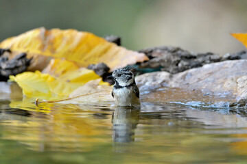 herrerillo capuchino (Lophophanes cristatus) bañándose en el estanque del parque Casares,...