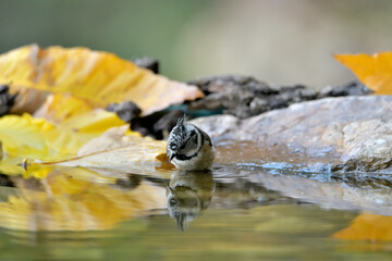 herrerillo capuchino (Lophophanes cristatus) bañándose en el estanque del parque Casares, Andalucía, España	