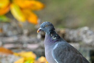 retrato de paloma torcaz en el bosque (columba palumbus)	
