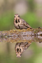 Eurasian Blackbird, Turdus merula