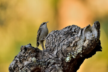 agateador euroasi&aacute;tico en un tronco​ (Certhia familiaris) en un tronco en Casares, M&aacute;laga, Espa&ntilde;a​