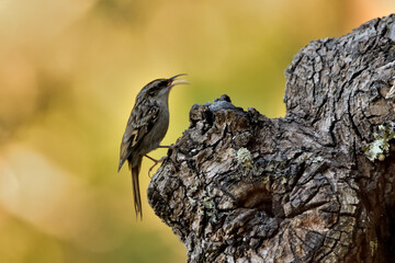 agateador euroasiático en un tronco​ (Certhia familiaris) en un tronco en Casares, Málaga, España​