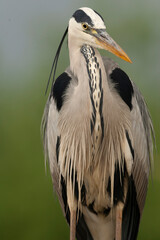 Grey Heron, Ardea cinerea