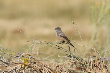Say's phoebe (Sayornis saya)