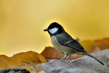 carbonero común posado en el suelo  (Parus major) Ojén Andalucía España	