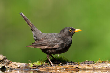 Obraz premium Eurasian Blackbird, Turdus merula
