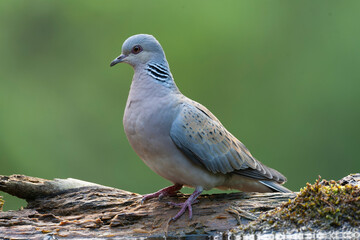 Turtle Dove, Streptopelia turtur