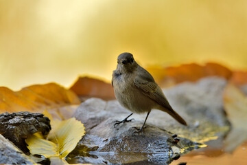 colirrojo tizón hembra posada las piedras del estanque  (phoenicurus ochruros) Casares Andalucía España	
