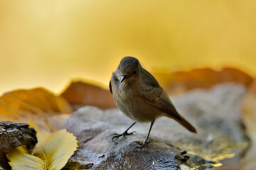 colirrojo tizón hembra posada las piedras del estanque  (phoenicurus ochruros) Casares Andalucía España	