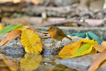 petirrojo (Erithacus rubecula) en el suelo del parque Marbella Andalucía España	