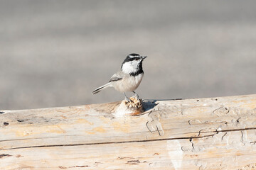 Mountain Chickadee, Poecile gambeli