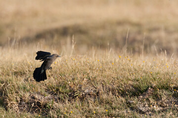 Brewer's blackbird, Euphagus cyanocephalus