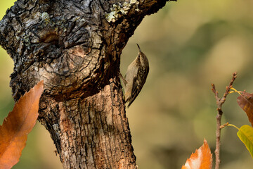 agateador euroasiático en un tronco​ (Certhia familiaris) en un tronco en Casares, Málaga, España​