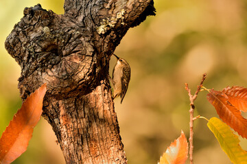 agateador euroasiático en un tronco​ (Certhia familiaris) en un tronco en Casares, Málaga,...