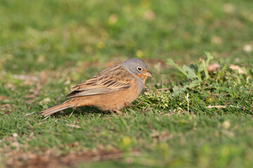 Cretzschmar's Bunting, Emberiza caesia
