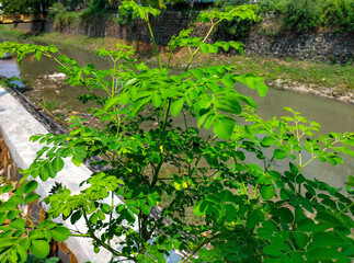 Closeup view of moringa leaves. Plants. Macro photography. Texture. Herb's. Selective focus.
