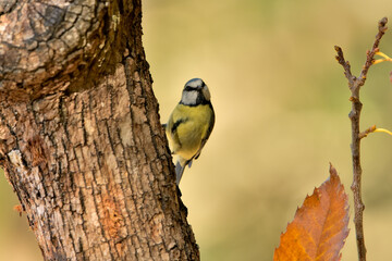 herrerillo común posado en una rama (Cyanistes caeruleus)​ Casares Málaga Andalucía España	