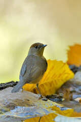 curruca capirotada hembra  en el estanque del parque (Sylvia atricapilla) Casares Andalucía España	