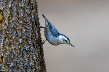 White-breasted Nuthatch, Sitta carolinensis