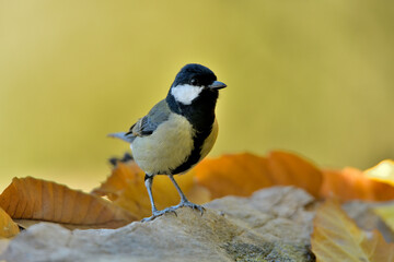 carbonero posado en el suelo  (Parus major) Casares, Andalucía, España	