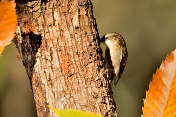 agateador euroasiático en un tronco​ (Certhia familiaris) en un tronco en Casares, Málaga, España​