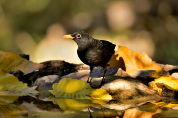 mirlo (Turdus merula) el el suelo del parque	